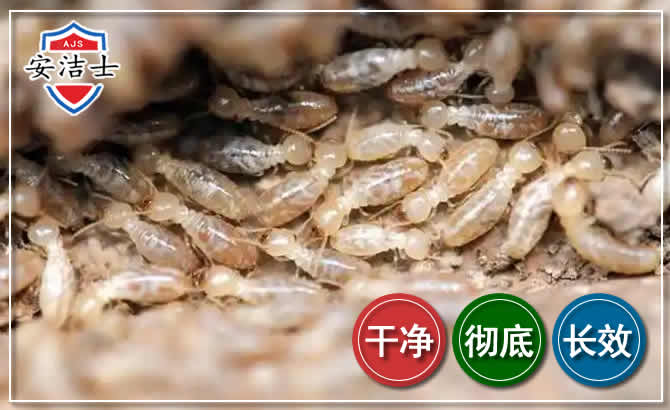 定海区白蚁防治