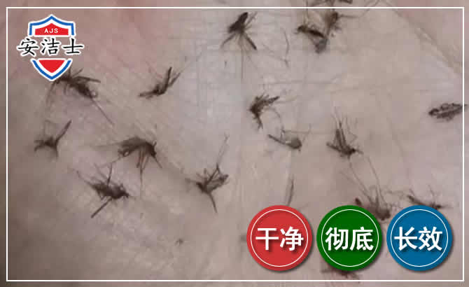 定海区蚊子防治-灭蚊