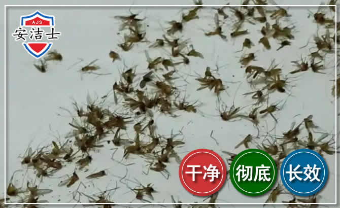 定海区苍蝇防治-灭蝇