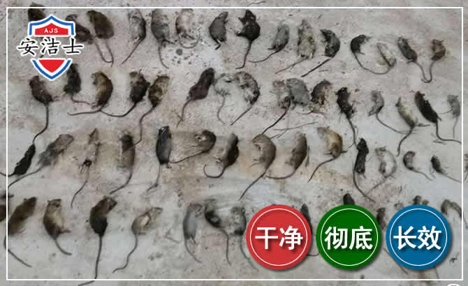 定海区鼠害防治-灭鼠