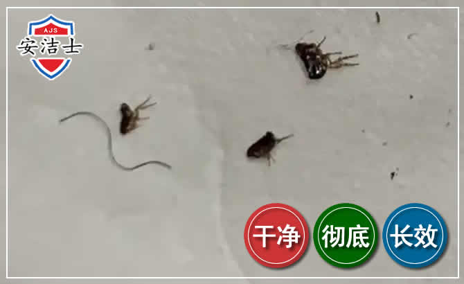 定海区跳蚤防治-灭跳蚤