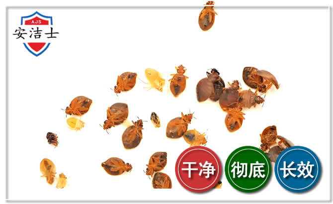 定海区臭虫防治-消灭臭虫